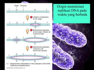 Origin meninisiasi
replikasi DNA pada
waktu yang berbeda
 