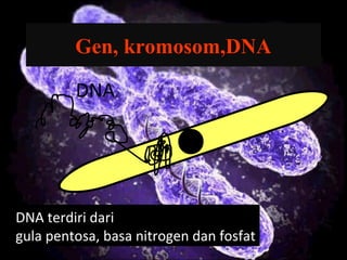 Gen, kromosom,DNA
DNA
DNA terdiri dari
gula pentosa, basa nitrogen dan fosfat
 