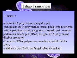 1.Inisiasi :
-enzim RNA polymerase menyalin gen
-pengikatan RNA polymerase terjadi pada tempat tertentu
yaitu tepat didepan gen yang akan ditranskripsi. -tempat
pertemuan antara gen (DNA) dengan RNA polymerase
disebut promoter.
-kemudian RNA polymerase membuka double heliks
DNA.
-salah satu utas DNA berfungsi sebagai cetakan.
1.Inisiasi :
-enzim RNA polymerase menyalin gen
-pengikatan RNA polymerase terjadi pada tempat tertentu
yaitu tepat didepan gen yang akan ditranskripsi. -tempat
pertemuan antara gen (DNA) dengan RNA polymerase
disebut promoter.
-kemudian RNA polymerase membuka double heliks
DNA.
-salah satu utas DNA berfungsi sebagai cetakan.
Tahap Transkripsi
 