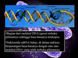 •Bagian dari molekul DNA (gene) terbuka
pilinannya sehingga basa-basanya terekspos.
•Nukleotida mRNA bebas, di dalam nukleus
berpasangan basa-basanya dengan satu utas
molekul DNA yang telah terbuka pilinannya.
•Bagian dari molekul DNA (gene) terbuka
pilinannya sehingga basa-basanya terekspos.
•Nukleotida mRNA bebas, di dalam nukleus
berpasangan basa-basanya dengan satu utas
molekul DNA yang telah terbuka pilinannya.
 