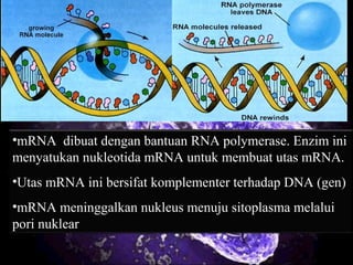 •mRNA dibuat dengan bantuan RNA polymerase. Enzim ini
menyatukan nukleotida mRNA untuk membuat utas mRNA.
•Utas mRNA ini bersifat komplementer terhadap DNA (gen)
•mRNA meninggalkan nukleus menuju sitoplasma melalui
pori nuklear
 