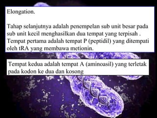 Elongation.
Tahap selanjutnya adalah penempelan sub unit besar pada
sub unit kecil menghasilkan dua tempat yang terpisah .
Tempat pertama adalah tempat P (peptidil) yang ditempati
oleh tRA yang membawa metionin.
Tempat kedua adalah tempat A (aminoasil) yang terletak
pada kodon ke dua dan kosong
 