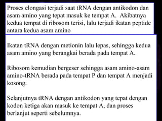 Proses elongasi terjadi saat tRNA dengan antikodon dan
asam amino yang tepat masuk ke tempat A. Akibatnya
kedua tempat di ribosom terisi, lalu terjadi ikatan peptide
antara kedua asam amino
Ikatan tRNA dengan metionin lalu lepas, sehingga kedua
asam amino yang berangkai berada pada tempat A.
Ribosom kemudian bergeser sehingga asam amino-asam
amino-tRNA berada pada tempat P dan tempat A menjadi
kosong.
Selanjutnya tRNA dengan antikodon yang tepat dengan
kodon ketiga akan masuk ke tempat A, dan proses
berlanjut seperti sebelumnya.
 