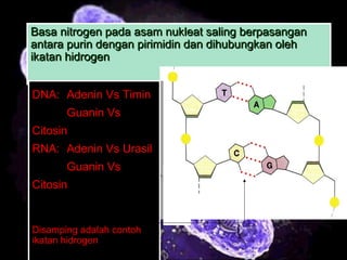 5
Basa nitrogen pada asam nukleat saling berpasanganBasa nitrogen pada asam nukleat saling berpasangan
antara purin dengan pirimidin dan dihubungkan olehantara purin dengan pirimidin dan dihubungkan oleh
ikatan hidrogenikatan hidrogen
Basa nitrogen pada asam nukleat saling berpasanganBasa nitrogen pada asam nukleat saling berpasangan
antara purin dengan pirimidin dan dihubungkan olehantara purin dengan pirimidin dan dihubungkan oleh
ikatan hidrogenikatan hidrogen
DNA: Adenin Vs Timin
Guanin Vs
Citosin
RNA: Adenin Vs Urasil
Guanin Vs
Citosin
Disamping adalah contoh
ikatan hidrogen
DNA: Adenin Vs Timin
Guanin Vs
Citosin
RNA: Adenin Vs Urasil
Guanin Vs
Citosin
Disamping adalah contoh
ikatan hidrogen
 