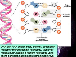 6
DNA dan RNA adalah suatu polimer, sedangkanDNA dan RNA adalah suatu polimer, sedangkan
monomer mereka adalah nukleotida. Monomermonomer mereka adalah nukleotida. Monomer
molekul DNA adalah 4 macam nukleotida yangmolekul DNA adalah 4 macam nukleotida yang
saling berikatan sesuai basa komplementernyasaling berikatan sesuai basa komplementernya
DNA dan RNA adalah suatu polimer, sedangkanDNA dan RNA adalah suatu polimer, sedangkan
monomer mereka adalah nukleotida. Monomermonomer mereka adalah nukleotida. Monomer
molekul DNA adalah 4 macam nukleotida yangmolekul DNA adalah 4 macam nukleotida yang
saling berikatan sesuai basa komplementernyasaling berikatan sesuai basa komplementernya
 