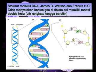 7
Struktur molekul DNA: James D. Watson dan Francis H.C.Struktur molekul DNA: James D. Watson dan Francis H.C.
Crick menyatakan bahwa gen di dalam sel memiliki modelCrick menyatakan bahwa gen di dalam sel memiliki model
double helix (ulir rangkap/ tangga berpilin)double helix (ulir rangkap/ tangga berpilin)
Struktur molekul DNA: James D. Watson dan Francis H.C.Struktur molekul DNA: James D. Watson dan Francis H.C.
Crick menyatakan bahwa gen di dalam sel memiliki modelCrick menyatakan bahwa gen di dalam sel memiliki model
double helix (ulir rangkap/ tangga berpilin)double helix (ulir rangkap/ tangga berpilin)
 