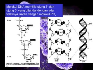 8
Molekul DNA memiliki ujung 5’ dan
ujung 3’ yang ditandai dengan ada
tidaknya ikatan dengan molekul PO4
 