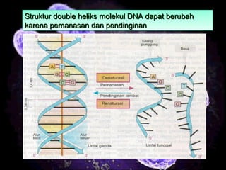 9
Struktur double heliks molekul DNA dapat berubahStruktur double heliks molekul DNA dapat berubah
karena pemanasan dan pendinginankarena pemanasan dan pendinginan
Struktur double heliks molekul DNA dapat berubahStruktur double heliks molekul DNA dapat berubah
karena pemanasan dan pendinginankarena pemanasan dan pendinginan
 