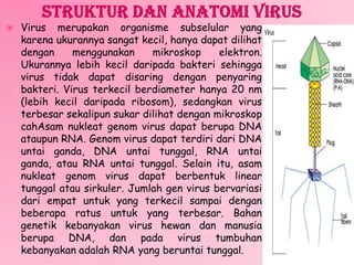  Virus merupakan organisme subselular yang
karena ukurannya sangat kecil, hanya dapat dilihat
dengan menggunakan mikroskop elektron.
Ukurannya lebih kecil daripada bakteri sehingga
virus tidak dapat disaring dengan penyaring
bakteri. Virus terkecil berdiameter hanya 20 nm
(lebih kecil daripada ribosom), sedangkan virus
terbesar sekalipun sukar dilihat dengan mikroskop
cahAsam nukleat genom virus dapat berupa DNA
ataupun RNA. Genom virus dapat terdiri dari DNA
untai ganda, DNA untai tunggal, RNA untai
ganda, atau RNA untai tunggal. Selain itu, asam
nukleat genom virus dapat berbentuk linear
tunggal atau sirkuler. Jumlah gen virus bervariasi
dari empat untuk yang terkecil sampai dengan
beberapa ratus untuk yang terbesar. Bahan
genetik kebanyakan virus hewan dan manusia
berupa DNA, dan pada virus tumbuhan
kebanyakan adalah RNA yang beruntai tunggal.
 