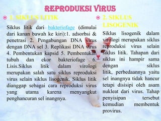  1. SIKLUS LITIK  2. SIKLUS
LISOGENIK
Siklus lisogenik dalam
virologi merupakan siklus
reproduksi virus selain
siklus litik. Tahapan dari
siklus ini hampir sama
dengan siklus
litik, perbedaannya yaitu
sel inangnya tidak hancur
tetapi disisipi oleh asam
nukleat dari virus. Tahap
penyisipan tersebut
kemudian membentuk
provirus.
Siklus litik dari bakteriofage (dimulai
dari kanan bawah ke kiri):1. adsorbsi &
penetrasi 2. Pengabungan DNA virus
dengan DNA sel 3. Replikasi DNA virus
4. Pembentukan kapsid 5. Pembentukan
tubuh dan ekor bakteriofage 6.
Lisis.Siklus litik dalam virologi
merupakan salah satu siklus reproduksi
virus selain siklus lisogenik. Siklus litik
dianggap sebagai cara reproduksi virus
yang utama karena menyangkut
penghancuran sel inangnya.
 