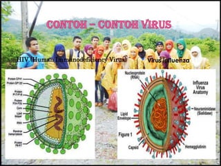 HIV (Human Immunodeficiency Virus) Virus influenza
 