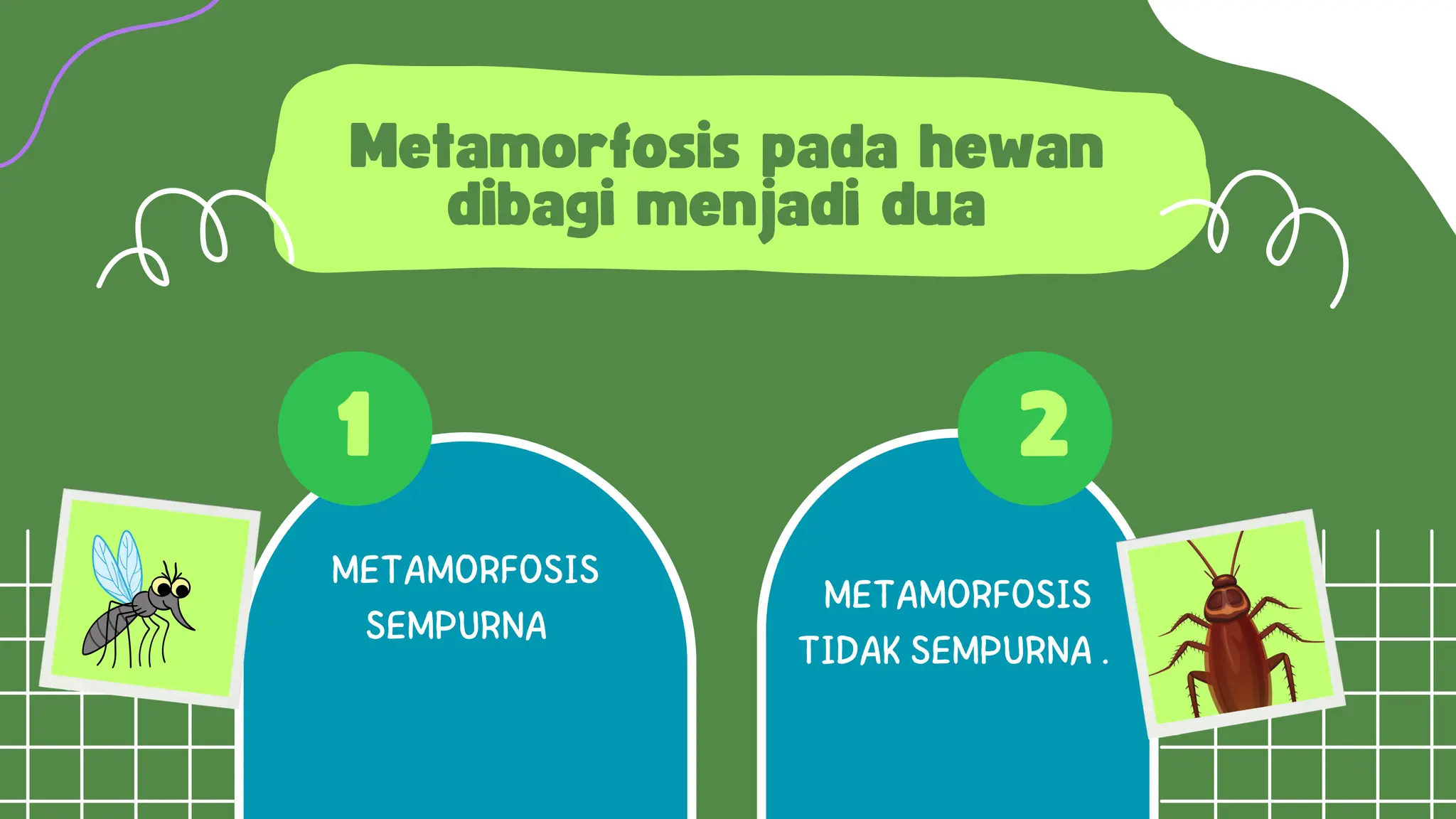 Materi ipas metamorfosis