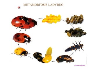 Ppt metamorfosis kelas vi | PPT