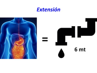 =	
  
Extensión	
  
6	
  mt	
  
 