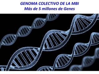 GENOMA	
  COLECTIVO	
  DE	
  LA	
  MBI	
  
Más	
  de	
  5	
  millones	
  de	
  Genes	
  	
  
 