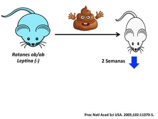 Ratones	
  ob/ob	
  
Lep:na	
  (-­‐)	
   2	
  Semanas	
  
Proc	
  Natl	
  Acad	
  Sci	
  USA.	
  2005;102:11070-­‐5.	
  
 