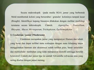 3. Cendawan / jamur (Mushroom)
Cendawan merupakan jamur yang mempunyai filamen dan tubuh
yang besar dan dapat terlihat mata walaupun dengan mata telanjang tanpa
menggunakan bantuan alat ukurannya sudah terlihat jelas, besar uniseluler
dan multiseluler tumbuhan yang tidak mempunyai klorofil sehingga bersifat
heterotrof. Contoh dari jamur tipe ini adalah Volvariella volvaceae atau yang
sering disebut dengan jamur merang.
Secara makroskopik (pada media SGA) jamur yang berbentuk
Mold membentuk koloni yang berserabut / granuler koloninya tampak kasar
(Rought). Identifikasi kapang biasanya dilakukan dengan melihat morfologi
terutama secara mikroskopik. Contoh: Aspergillus, Penicellium,
Rhizopus, Mucor, Microsporum, Trichophyton, Epidermophyton
 