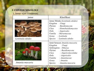 F. CONTOH MIKOLOGI
1. Jamur sejati (cendawan)
) jamur Klasifikasi
Jamur Shitake (Lentinula edodes)
Kingdom : Fungi
Phylum : Basidiomycota
Class : Homobasidiomycetes
Ordo : Argaricales
Familia : Marasmaceae
Genus : Lentinula
Species : Lentinula edodes
Jamir beracun Amanita muscaria
Kingdom : Fungi
Subkingdom : Dikarya
Phylum : Basidiomycota
Class : Argaricomycetidae
Ordo : Argaricales
Familia : Amanitaceae
Genus : Amanita
Species : Amanita muscaria
Lentinula edodes
Amanita muscaria
 