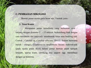 Bentuk jamur secara garis besar ada 3 bentuk yaitu :
1. Yeast/Kamir
Merupakan jamur uniselluler yang berbentuk oval /
lonjong dengan diameter 3 – 15 mikron, berkembang biak dengan
cara membelah diri (asexual) membentuk tunas atau budding cell.
Contoh : Candida sp, Candida albicans, Torulla (koloni berwarna
merah / orange), Cryptococcus neoformans Secara makroskopik
(pada media padat SGA) koloni jamur bentuk yeast tampak
Smooth, warna krem, cembung bau seperti ragi. Identifikasi
dengan uji biokimia.
 