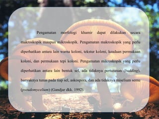 Pengamatan morfologi khamir dapat dilakukan secara
makroskopik maupun mikroskopik. Pengamatan makroskopik yang perlu
diperhatikan antara lain warna koloni, tekstur koloni, keadaan permukaan
koloni, dan permukaan tepi koloni. Pengamatan mikroskopik yang perlu
diperhatikan antara lain bentuk sel, ada tidaknya pertunasan (budding),
banyaknya tunas pada tiap sel, askospora, dan ada tidaknya miselium semu
(pseudomycelium) (Gandjar dkk. 1992).
 