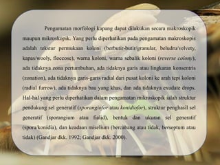 Pengamatan morfologi kapang dapat dilakukan secara makroskopik
maupun mikroskopik. Yang perlu diperhatikan pada pengamatan makroskopis
adalah tekstur permukaan koloni (berbutir-butir/granular, beludru/velvety,
kapas/wooly, floccose), warna koloni, warna sebalik koloni (reverse colony),
ada tidaknya zona pertumbuhan, ada tidaknya garis atau lingkaran konsentris
(zonation), ada tidaknya garis-garis radial dari pusat koloni ke arah tepi koloni
(radial furrow), ada tidaknya bau yang khas, dan ada tidaknya exudate drops.
Hal-hal yang perlu diperhatikan dalam pengamatan mikroskopik ialah struktur
pendukung sel generatif (sporangiofor atau konidiofor), struktur penghasil sel
generatif (sporangium atau fialid), bentuk dan ukuran sel generatif
(spora/konidia), dan keadaan miselium (bercabang atau tidak, berseptum atau
tidak) (Gandjar dkk. 1992; Gandjar dkk. 2000).
 