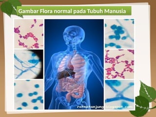 ppt mikrobiologi hubungan flora normal dan sistem imun dalam tubuh .pptx