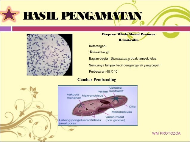 Ppt Mikroteknik Whole Mount Protozoa dan Whole Mount Epidermis