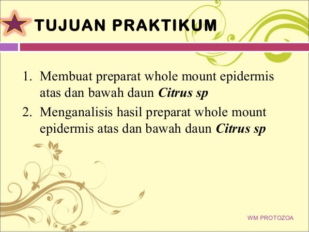 Ppt Mikroteknik Whole Mount Protozoa dan Whole Mount Epidermis