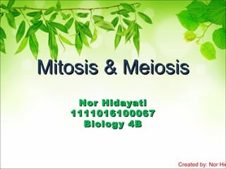 Created by: Nor Hid
Mitosis & MeiosisMitosis & Meiosis
Nor HidayatiNor Hidayati
11110161000671111016100067
Biology 4BBiology 4B
 