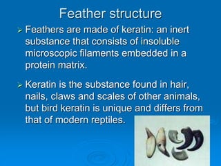 Feather structure
 Feathers are made of keratin: an inert
substance that consists of insoluble
microscopic filaments embedded in a
protein matrix.
 Keratin is the substance found in hair,
nails, claws and scales of other animals,
but bird keratin is unique and differs from
that of modern reptiles.
 