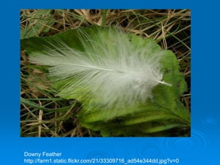 Downy Feather
http://farm1.static.flickr.com/21/33309716_ad54e344dd.jpg?v=0
 