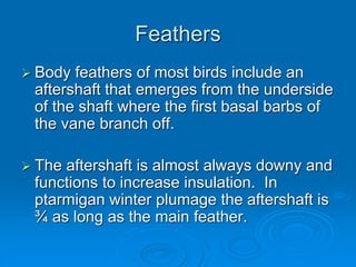 Feathers
 Body feathers of most birds include an
aftershaft that emerges from the underside
of the shaft where the first basal barbs of
the vane branch off.
 The aftershaft is almost always downy and
functions to increase insulation. In
ptarmigan winter plumage the aftershaft is
¾ as long as the main feather.
 