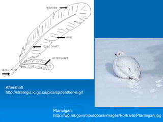 Aftershaft
http://strategis.ic.gc.ca/pics/cp/feather-e.gif
Ptarmigan:
http://fwp.mt.gov/mtoutdoors/images/Portraits/Ptarmigan.jpg
 