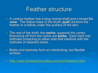 Feather structure
 A contour feather has a long central shaft and a broad flat
vane. The hollow base of the shaft (quill) anchors the
feather in a follicle under the surface of the skin.
 The rest of the shaft, the rachis, supports the vanes.
Branching off from the rachis are barbs. Each barb has
barbules projecting to either side that interlock with the
barbules of adjacent barbs.
 Barbs and barbules form an interlocking, but flexible
surface.
 http://www.birdwatching-bliss.com/bird-feathers.html
 