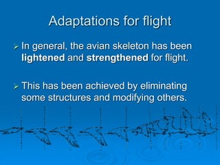 Adaptations for flight
 In general, the avian skeleton has been
lightened and strengthened for flight.
 This has been achieved by eliminating
some structures and modifying others.
 