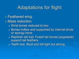 Adaptations for flight
 Feathered wing.
 Mass reduction
 Wrist bones reduced to two
 Bones hollow and supported by internal struts
or spongy bone
 Reptilian tail lost. Fused tail bones (pygostyle)
support tail feathers
 Teeth lost. Skull and bill light but strong.
 