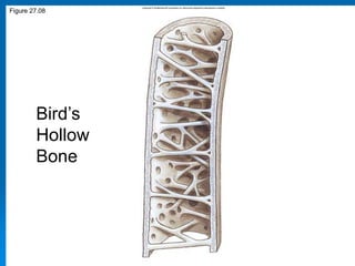 19.6
Figure 27.08
Bird’s
Hollow
Bone
 