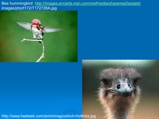 Bee hummingbird http://images.encarta.msn.com/xrefmedia/sharemed/targets/
images/pho/t172/T172726A.jpg
http://www.hedweb.com/animimag/ostrich-hotlinks.jpg
 