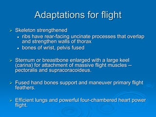 Adaptations for flight
 Skeleton strengthened
 ribs have rear-facing uncinate processes that overlap
and strengthen walls of thorax
 bones of wrist, pelvis fused
 Sternum or breastbone enlarged with a large keel
(carina) for attachment of massive flight muscles --
pectoralis and supracoracoideus.
 Fused hand bones support and maneuver primary flight
feathers.
 Efficient lungs and powerful four-chambered heart power
flight.
 
