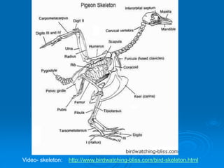 Video- skeleton: http://www.birdwatching-bliss.com/bird-skeleton.html
 