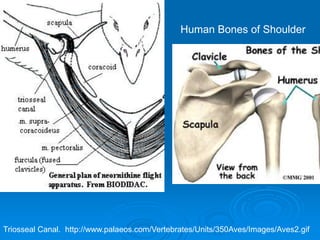 Triosseal Canal. http://www.palaeos.com/Vertebrates/Units/350Aves/Images/Aves2.gif
Human Bones of Shoulder
 
