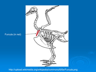 Furcula (in red)
http://upload.wikimedia.org/wikipedia/commons/6/6e/Furcula.png
 