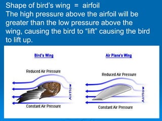 Shape of bird’s wing = airfoil
The high pressure above the airfoil will be
greater than the low pressure above the
wing, causing the bird to “lift” causing the bird
to lift up.
 