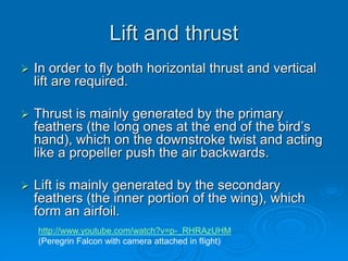 Lift and thrust
 In order to fly both horizontal thrust and vertical
lift are required.
 Thrust is mainly generated by the primary
feathers (the long ones at the end of the bird’s
hand), which on the downstroke twist and acting
like a propeller push the air backwards.
 Lift is mainly generated by the secondary
feathers (the inner portion of the wing), which
form an airfoil.
http://www.youtube.com/watch?v=p-_RHRAzUHM
(Peregrin Falcon with camera attached in flight)
 