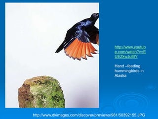 http://www.dkimages.com/discover/previews/981/50392155.JPG
http://www.youtub
e.com/watch?v=E
UEZkwJulBY
Hand –feeding
hummingbirds in
Alaska
 