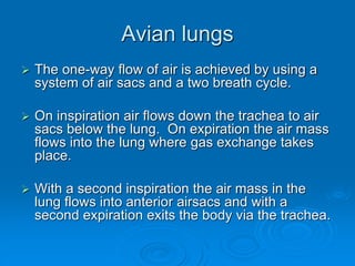 Avian lungs
 The one-way flow of air is achieved by using a
system of air sacs and a two breath cycle.
 On inspiration air flows down the trachea to air
sacs below the lung. On expiration the air mass
flows into the lung where gas exchange takes
place.
 With a second inspiration the air mass in the
lung flows into anterior airsacs and with a
second expiration exits the body via the trachea.
 