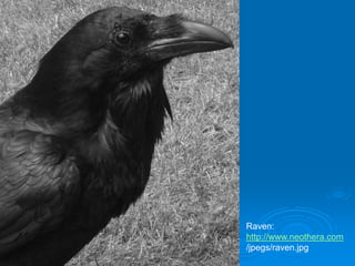 Raven:
http://www.neothera.com
/jpegs/raven.jpg
 