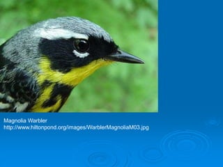 Magnolia Warbler
http://www.hiltonpond.org/images/WarblerMagnoliaM03.jpg
 