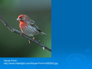 House Finch
http://www.critterlight.com/House-Finch-6-063003.jpg
 