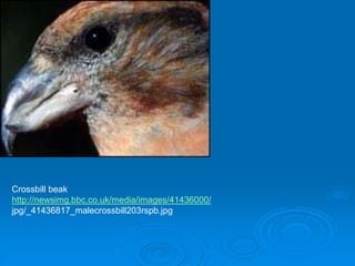 Crossbill beak
http://newsimg.bbc.co.uk/media/images/41436000/
jpg/_41436817_malecrossbill203rspb.jpg
 